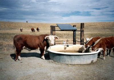 Cow at solar-powered well