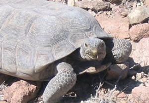 In the race between Ivanpah and the tortoise, solar has the leg up